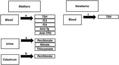 Exposure to Perchlorate in Lactating Women and Its Associations With Newborn Thyroid Stimulating Hormone